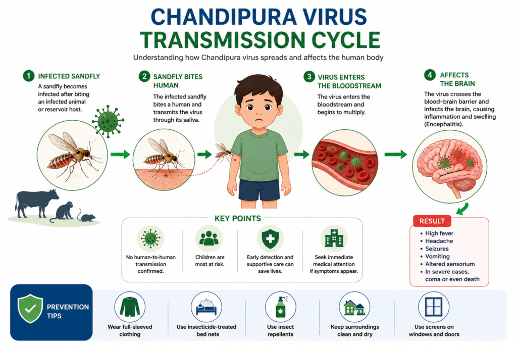 Transmission cycle of Chandipura virus from sandfly to humans.